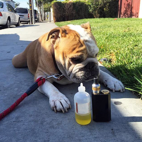 how vape put your pet at risk