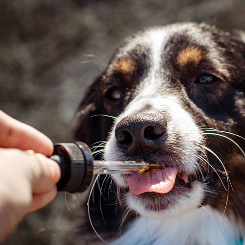 vape around pets