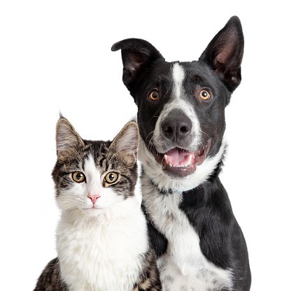 vape around pets